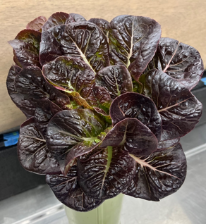 Romaine Truches - 8 oz