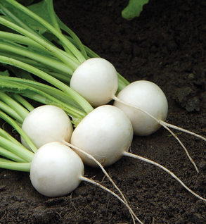 Sweet Baby Turnips - 8 oz